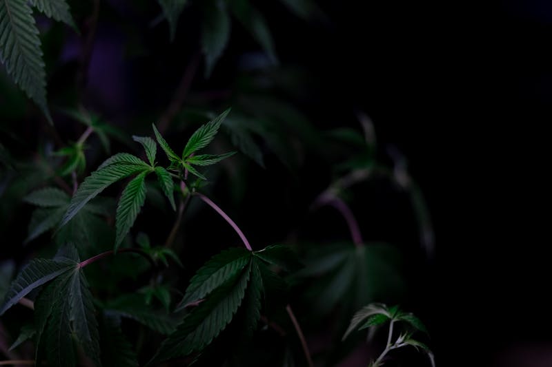 Cannabis Medicinal: Para Quais Doenças Ela Pode Ser Indicada?